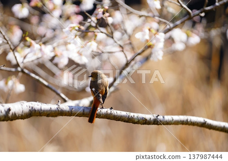 櫻花和鳥類 櫻花和鳥類 137987444