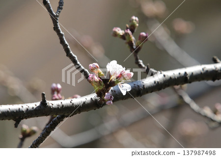 Cherry blossoms and buds that have just begun to bloom Cherry blossoms and buds that have just begun to bloom 137987498