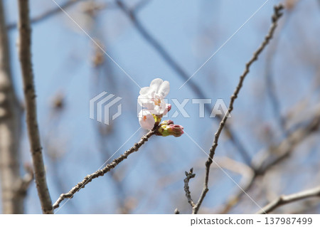 A single cherry blossom that has just begun to bloom can be used as a reference for predicting the cherry blossom blooming season. A single cherry blossom that has just begun to bloom can be used as a reference for predicting the cherry blossom blooming season. 137987499
