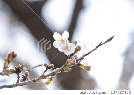 A single cherry blossom that has just begun to bloom can be used as a reference for predicting the cherry blossom blooming season. 137987500