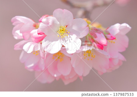 櫻花(金代曙光) 櫻花(金代曙光) 137987533