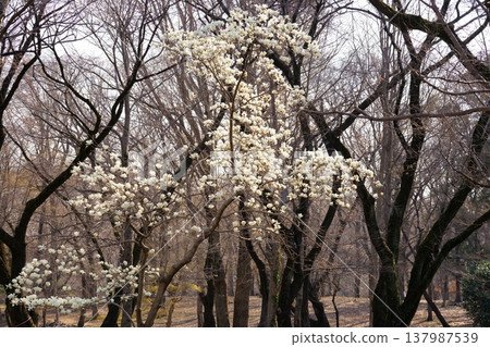 Yulan magnolia flower Yulan magnolia flower 137987539