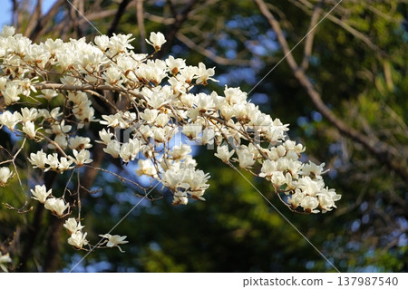 玉蘭玉蘭花 玉蘭玉蘭花 137987540
