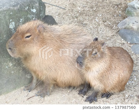 A heartwarming animal photo of a mother and baby capybara sitting side by side. A heartwarming animal photo of a mother and baby capybara sitting side by side. 137987560