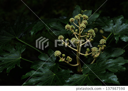 第八手花 第八手花 137987598