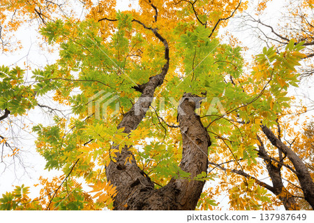 無患子樹的葉子開始變色了。 無患子樹的葉子開始變色了。 137987649