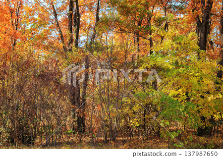 Autumn colored mixed forest Autumn colored mixed forest 137987650