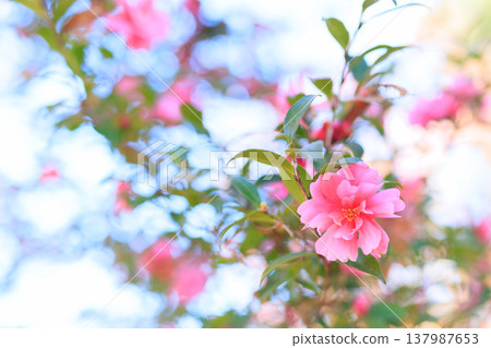 Camellia in the winter sunshine Camellia in the winter sunshine 137987653