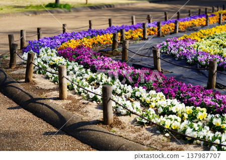 Pansy flowers Pansy flowers 137987707