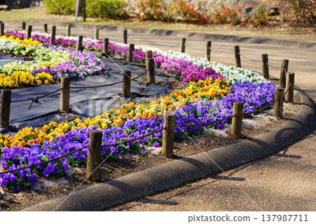 Pansy flowers Pansy flowers 137987711