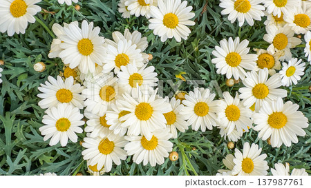 Happy spring summer daisies closeup vibrant floral pattern cheerful blossoms serene peaceful garden nature background 137987761