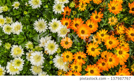 Radiant orange and white blossoms top view, vibrant spring floral pattern, fresh blooming garden flowers, serene nature background Radiant orange and white blossoms top view, vibrant spring floral pattern, fresh blooming garden flowers, serene nature background 137987767