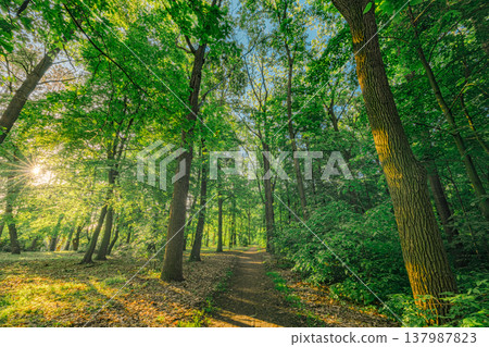 Tranquil green forest in spring and summer, soft golden sunlight, serene mountain trail for hiking, inspirational nature landscape 137987823