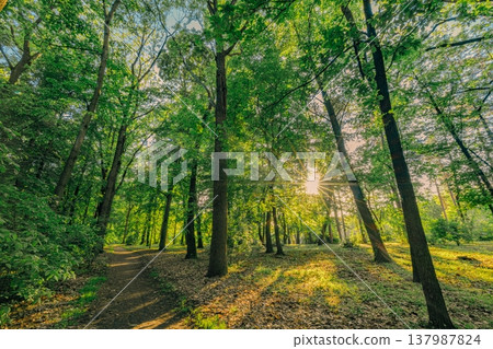 Majestic spring forest with lush green foliage, gentle summer sunlight, peaceful nature landscape, dreamy hiking path in mountain wilderness Majestic spring forest with lush green foliage, gentle summer sunlight, peaceful nature landscape, dreamy hiking path in mountain wilderness 137987824