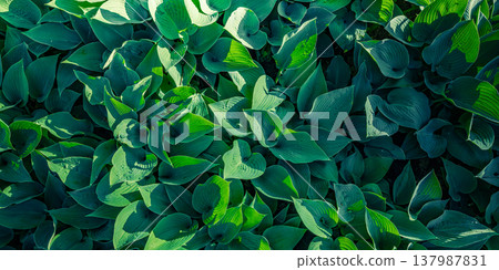 Vibrant green leaves top view, fresh lush foliage texture, serene botanical nature closeup, radiant soft sunlight, dreamy natural background Vibrant green leaves top view, fresh lush foliage texture, serene botanical nature closeup, radiant soft sunlight, dreamy natural background 137987831