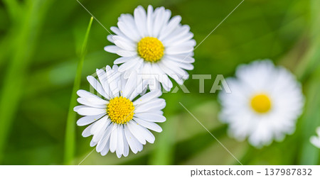 Charming daisy flowers in radiant spring summer garden, dreamy soft sunlight, lush fresh foliage, serene botanical macro closeup, idyllic whimsical floral nature background Charming daisy flowers in radiant spring summer garden, dreamy soft sunlight, lush fresh foliage, serene botanical macro closeup, idyllic whimsical floral nature background 137987832