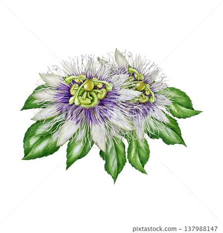 Hand drawn passiflora flower with leaves isolated on white background. Passion flower blossoms vintage style watercolor botanical illustration. Blooming passiflora plant flower healthcare element Hand drawn passiflora flower with leaves isolated on white background. Passion flower blossoms vintage style watercolor botanical illustration. Blooming passiflora plant flower healthcare element 137988147