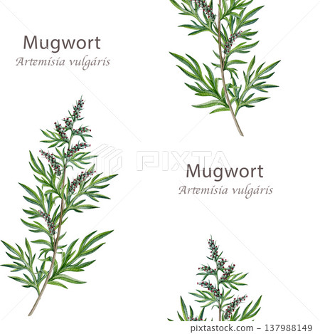 Mugwort plant seamless pattern on white background. Hand drawn artemisia vulgaris medicinal herb watercolor illustration. Fresh mugwort branch alternative herbal medicine element botanical image 137988149