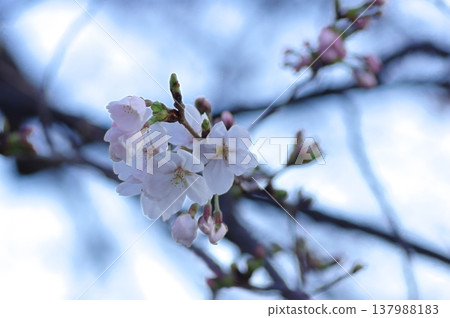櫻花 137988183