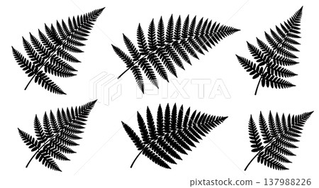 Vector Set of Six Black Solid Fern Frond Silhouettes Vector Set of Six Black Solid Fern Frond Silhouettes 137988226