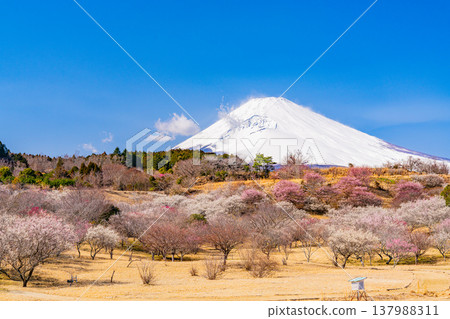 （靜岡縣）諏訪市梅之鄉：紅白梅花盛開，富士山上覆蓋著新雪。 137988311