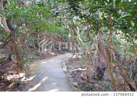 高知縣土佐清水市足鶴岬和山茶隧道 高知縣土佐清水市足鶴岬和山茶隧道 137988452