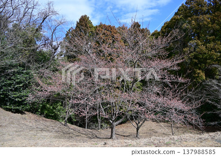 福島縣磐城市花卉中心的早春櫻花,包括修善寺冬櫻,已經開始綻放。 福島縣磐城市花卉中心的早春櫻花,包括修善寺冬櫻,已經開始綻放。 137988585