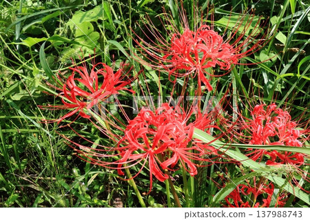 The Tokigawa River promenade is in full bloom with spider lilies. 137988743