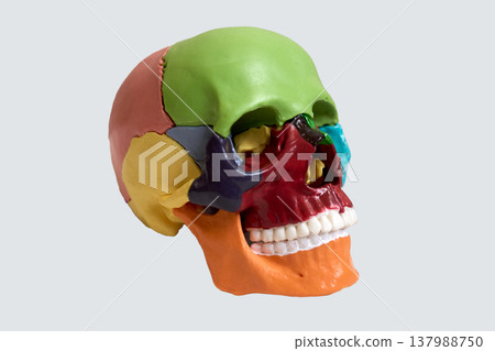 Colorful Model of Human Skull Showing Anatomical Details and Segmented Structure of Cranium Colorful Model of Human Skull Showing Anatomical Details and Segmented Structure of Cranium 137988750