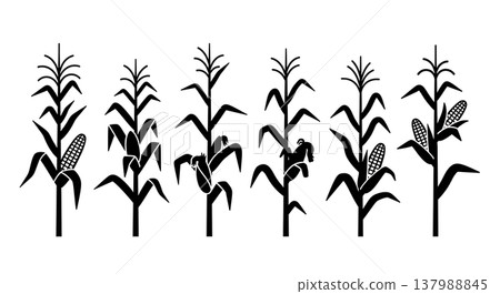 Black Solid Corn Stalk and Maize Plant Silhouettes Set of Six 137988845