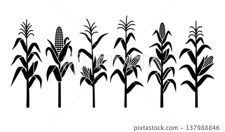 Black Solid Corn Stalk and Maize Plant Silhouettes Set of Six Black Solid Corn Stalk and Maize Plant Silhouettes Set of Six 137988846