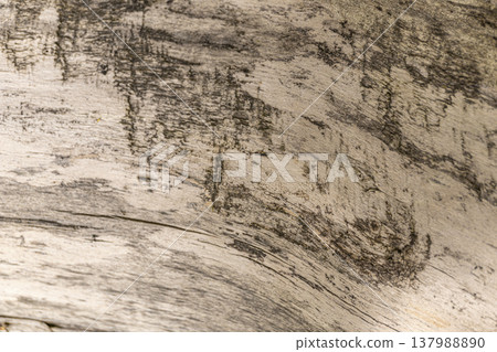 Close-up of weathered driftwood with natural texture patterns Close-up of weathered driftwood with natural texture patterns 137988890