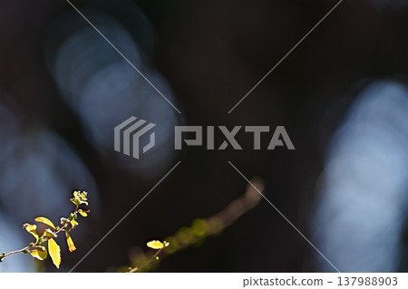 一根細小的樹枝,枝葉在光線的照射下閃閃發光;特寫鏡頭,背景虛化。 一根細小的樹枝,枝葉在光線的照射下閃閃發光;特寫鏡頭,背景虛化。 137988903