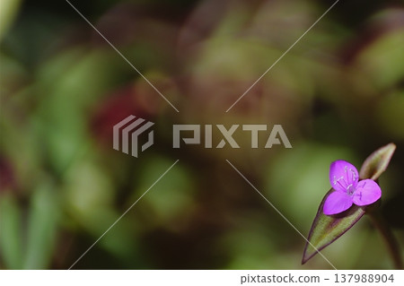 一朵紫色小花的特寫,背景略為虛化。 一朵紫色小花的特寫,背景略為虛化。 137988904