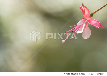 粉紅色花朵的特寫，背景虛化柔和。 137988905