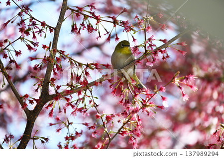 A Japanese white-eye perched on a branch of an Okame cherry tree. A Japanese white-eye perched on a branch of an Okame cherry tree. 137989294