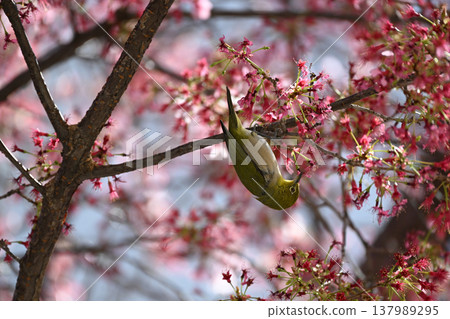 A Japanese white-eye sucking nectar from a fully bloomed Okame cherry tree A Japanese white-eye sucking nectar from a fully bloomed Okame cherry tree 137989295