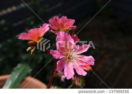Lewisia's pink flowers 137989298
