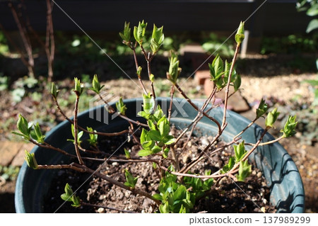 Hydrangea Lagrangea buds 137989299