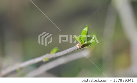 New shoots of winter sweet: A close-up of spring buds and young leaves, representing growth and new beginnings. New shoots of winter sweet: A close-up of spring buds and young leaves, representing growth and new beginnings. 137989341