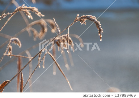 Chite Christmas in Friesland Chite Christmas in Friesland 137989469