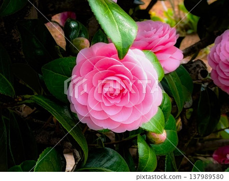 乙女椿花,又稱冬季皇后,是一種可愛的粉紅色花朵。 乙女椿花,又稱冬季皇后,是一種可愛的粉紅色花朵。 137989580