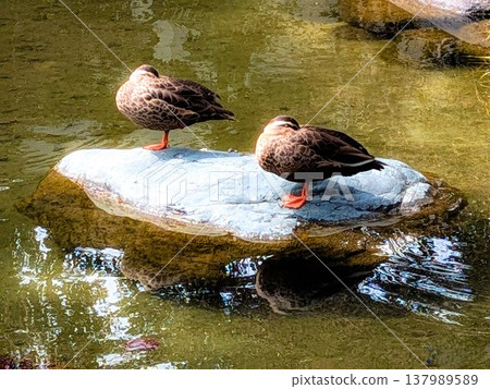 A mallard taking a nap in the sun. A mallard taking a nap in the sun. 137989589