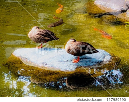 Carp in a pond and a mallard taking a nap Carp in a pond and a mallard taking a nap 137989590