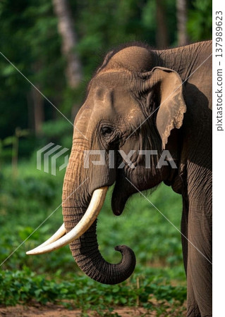 Close-up of wild elephants 137989623