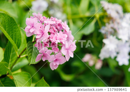 阪急六甲站附近繡球花盛開 阪急六甲站附近繡球花盛開 137989641