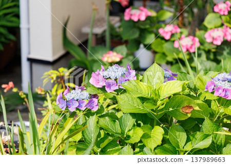 阪急六甲站附近繡球花盛開 阪急六甲站附近繡球花盛開 137989663
