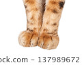 Bengal cat paws isolated cut out PNG 137989672