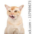 Burmese cat licking lips isolated on transparent background PNG 137989673