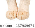 Cat paws isolated on transparent background PNG 137989674